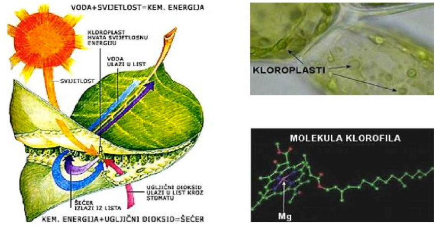 Proces asimilacije i fotosinteze u listu biljke